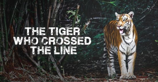 The Tiger Who Crossed The Line